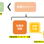 ダイエット・代謝