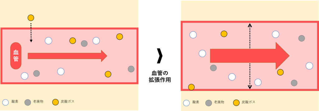 炭酸の体内での働きの概念図